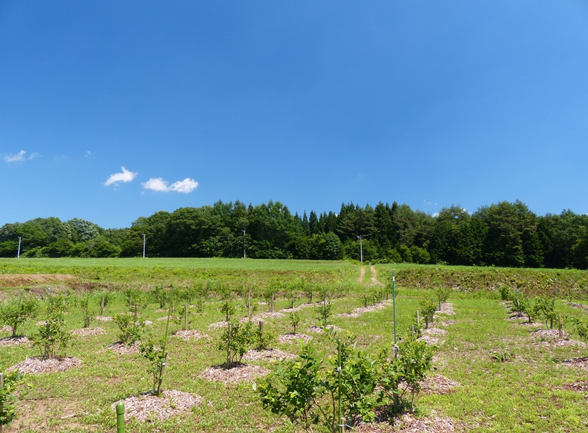 2013年7月の風景